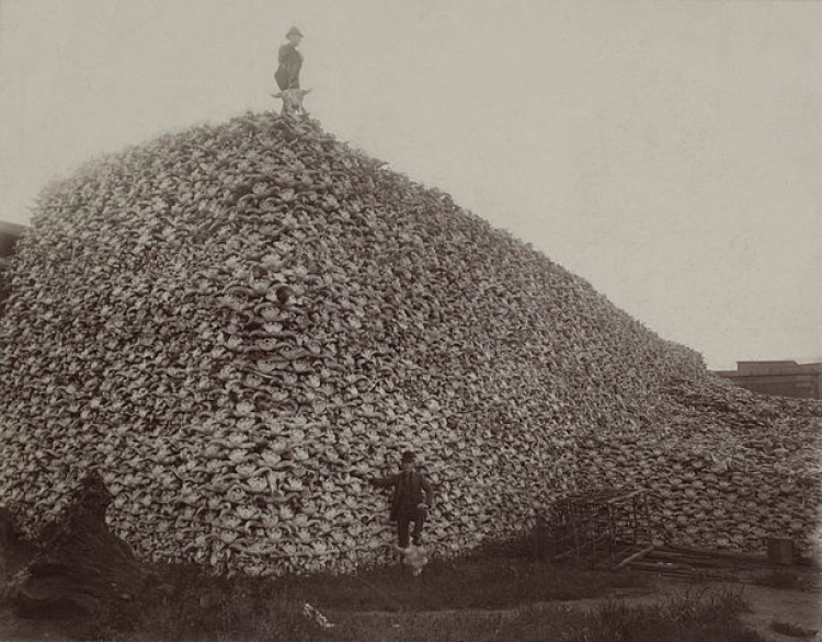 614px-Bison_skull_pile_edit-750x586